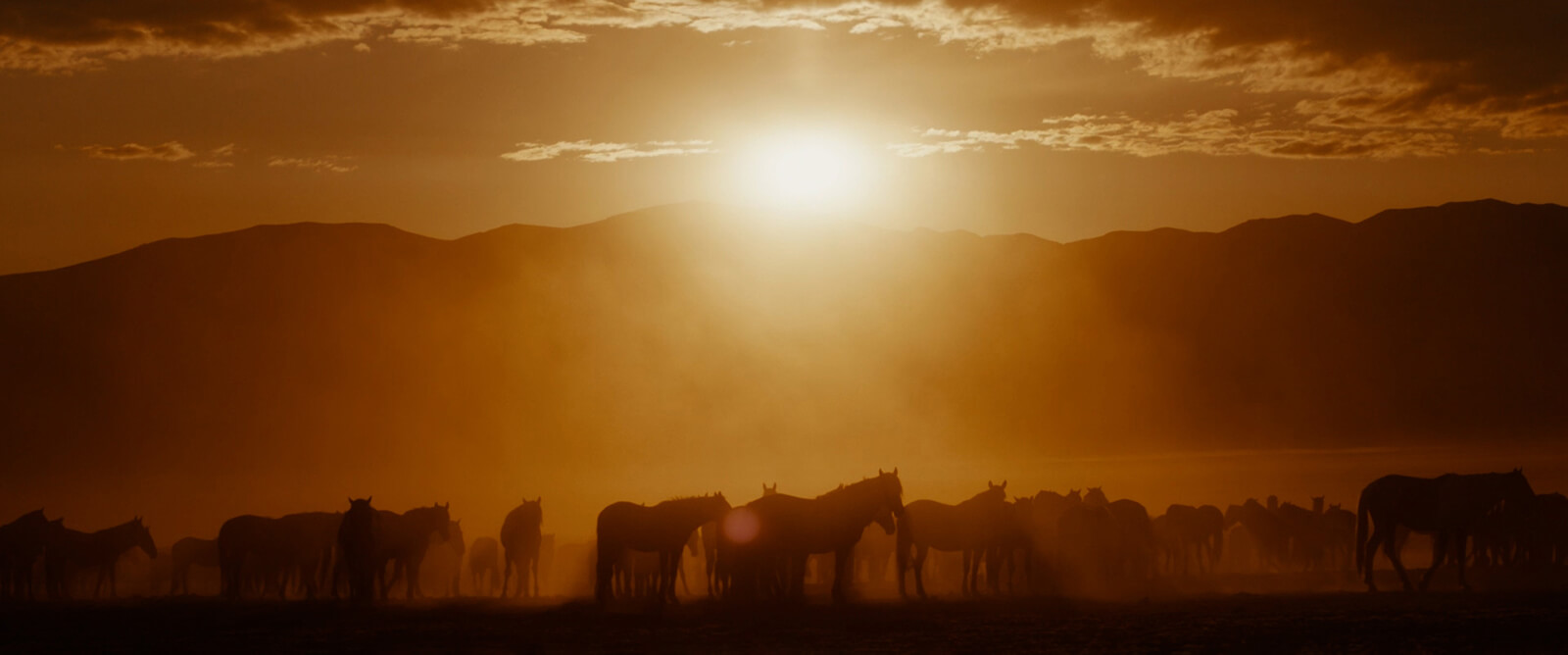 The Wild Beauty Foundation Filmmakers Use Passion to Protect Wild