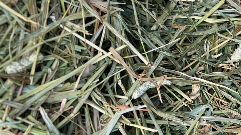 What Makes Good Hay? The Basics on Hay for Horses Horse Keeping The