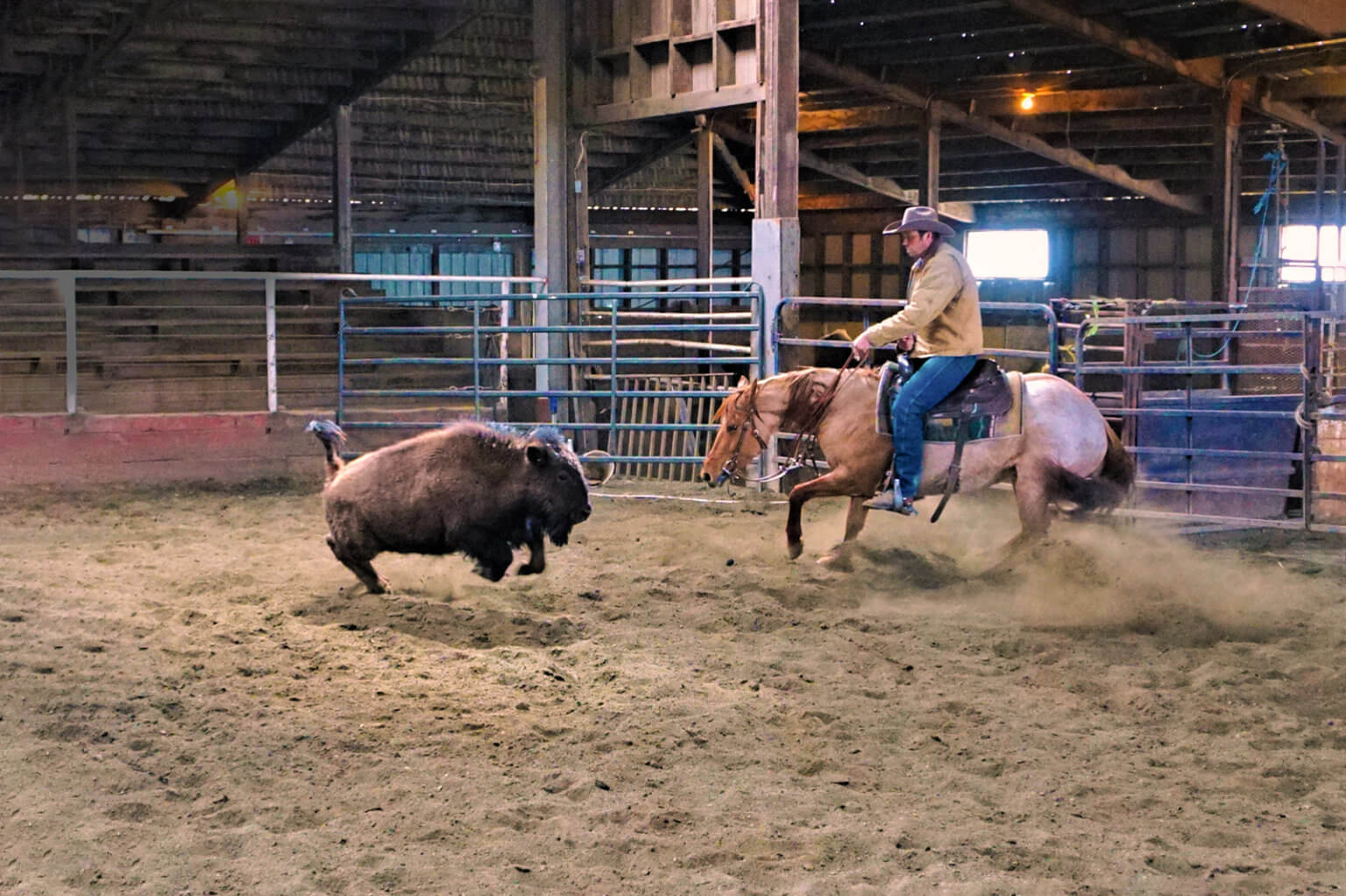 Travis Logan of Clear Cut Horsemanship Creston, Washington Trainer