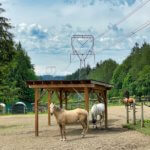 7205 210th Street SE Snohomish WA Wendy Kondo