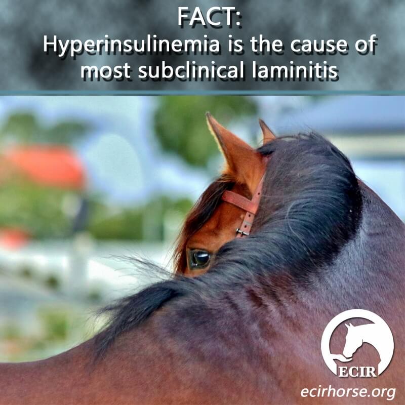The Role of the Hind Gut in Laminitis