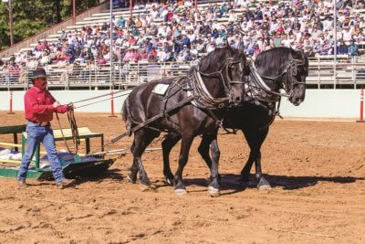 2022 Draft Horse Classic Archives - The Northwest Horse Source