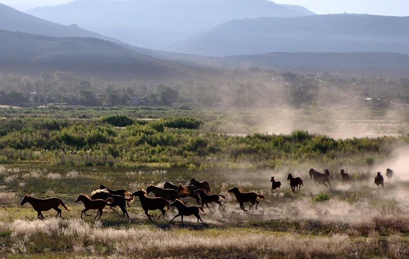 Biggest US holding pen planned for wild horses faces suit