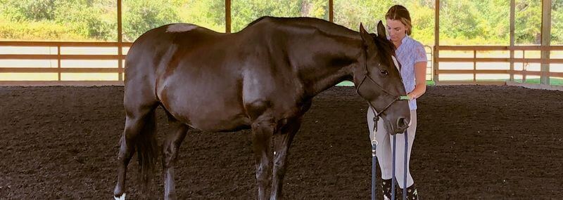 Equine Bodywork: What Is It and Why Do It?