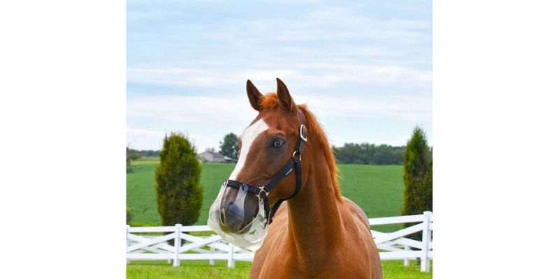 New & Noteworthy: ThinLine’s Flexible Filly Grazing Muzzle Receives Patent