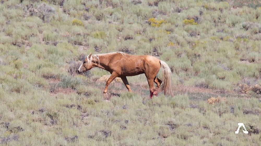 ⚠️Warning: Graphic Content⚠️ Stallion Suffers Horrific Injury Escaping from Trap at Gov’t Wild Horse Roundup