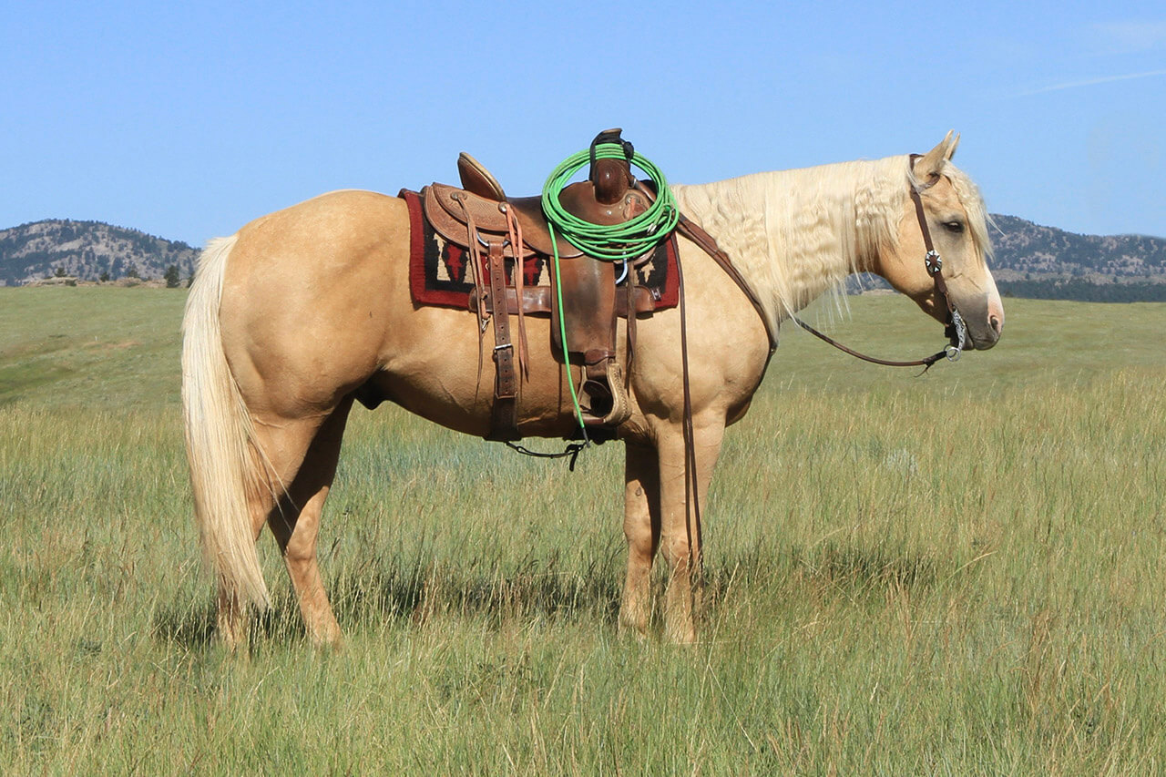 Malibumain DiamondMcNabb Ranch Horse Sale The Northwest Horse Source