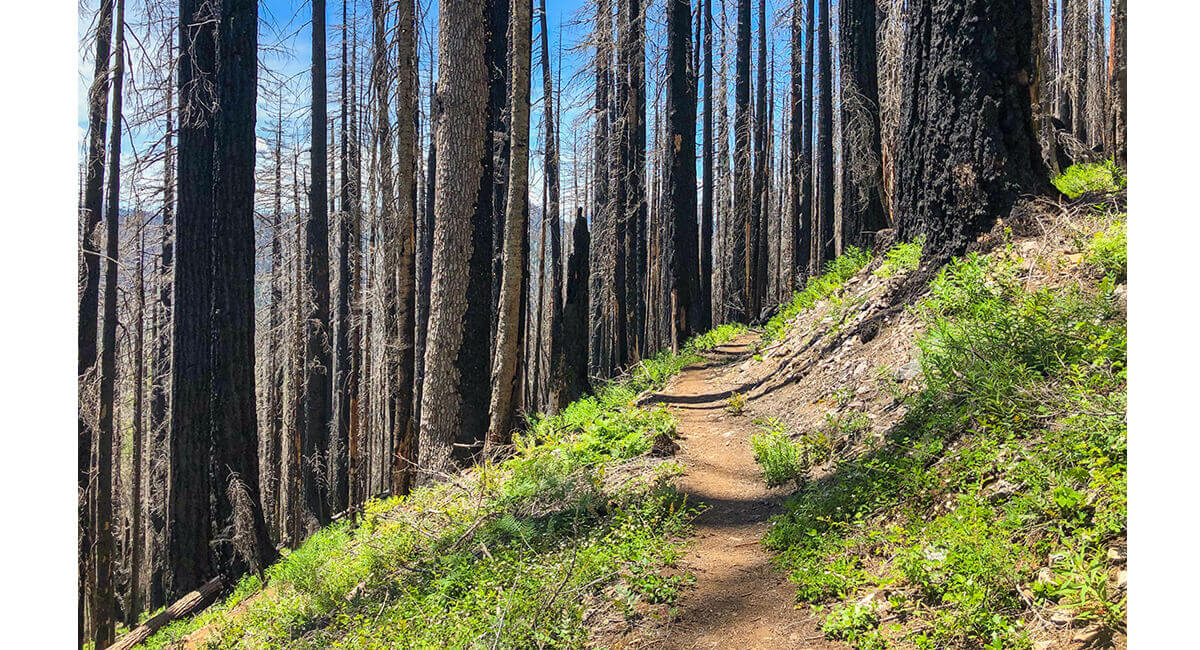 Trail Savvy: Caring for Trails after a Wildfire