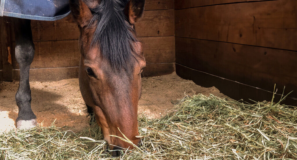 The Northwest Horse Source, for Horse Enthusiasts of all Breeds and ...