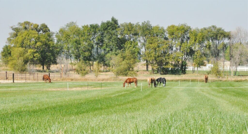 Small Farm Makeover: Climate Change and Horse Keeping - Farm Management ...