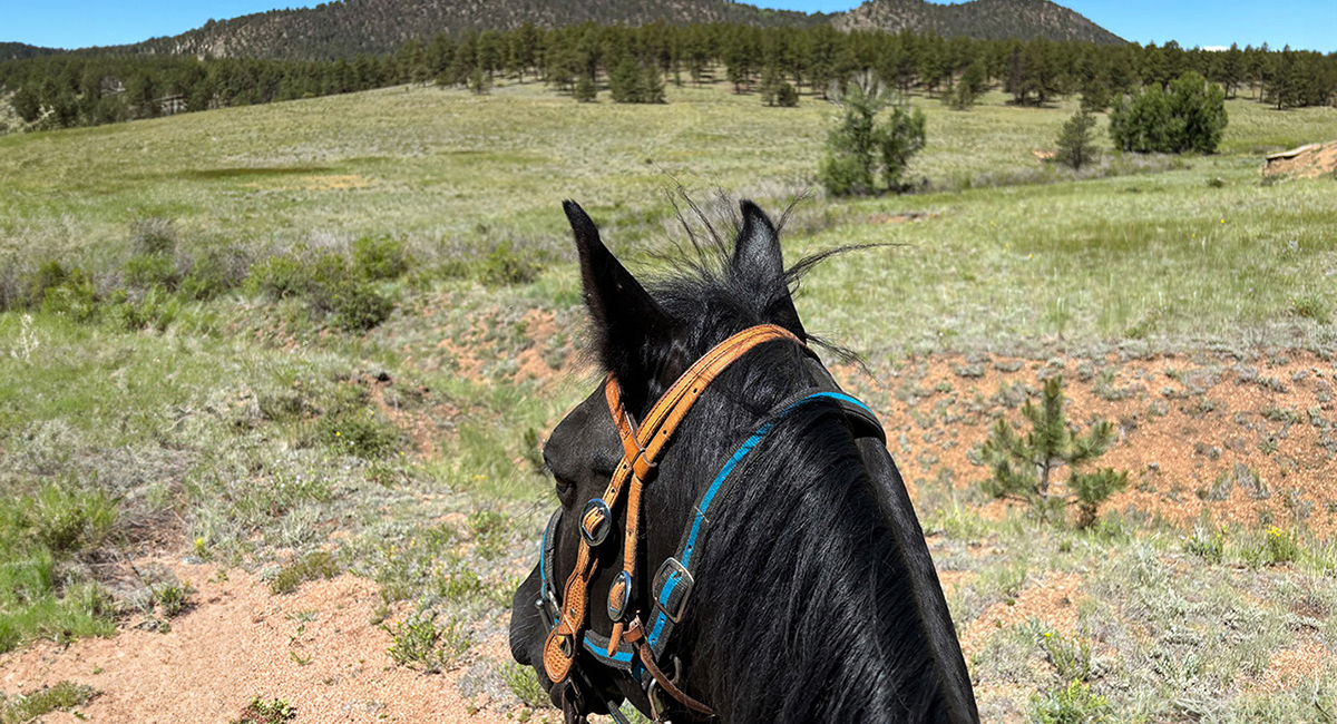 Saddle time