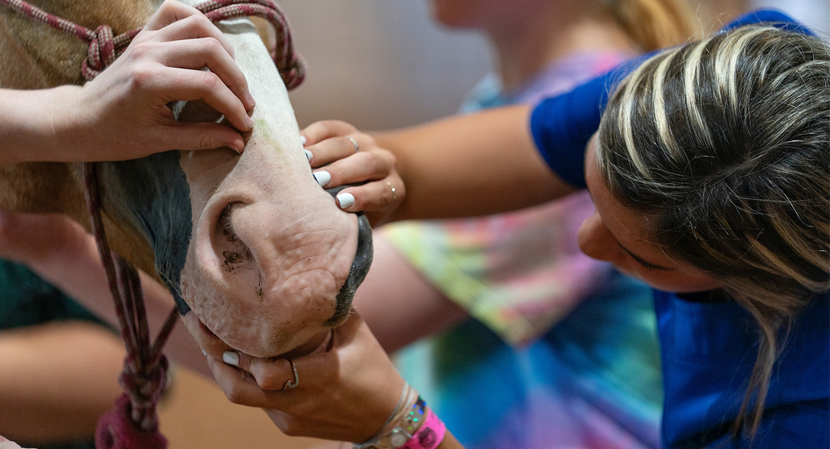 Equine care