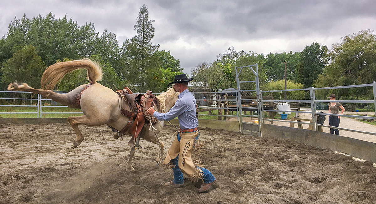 horse training motivation