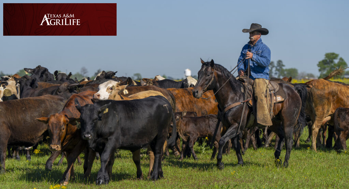 forage-based diet