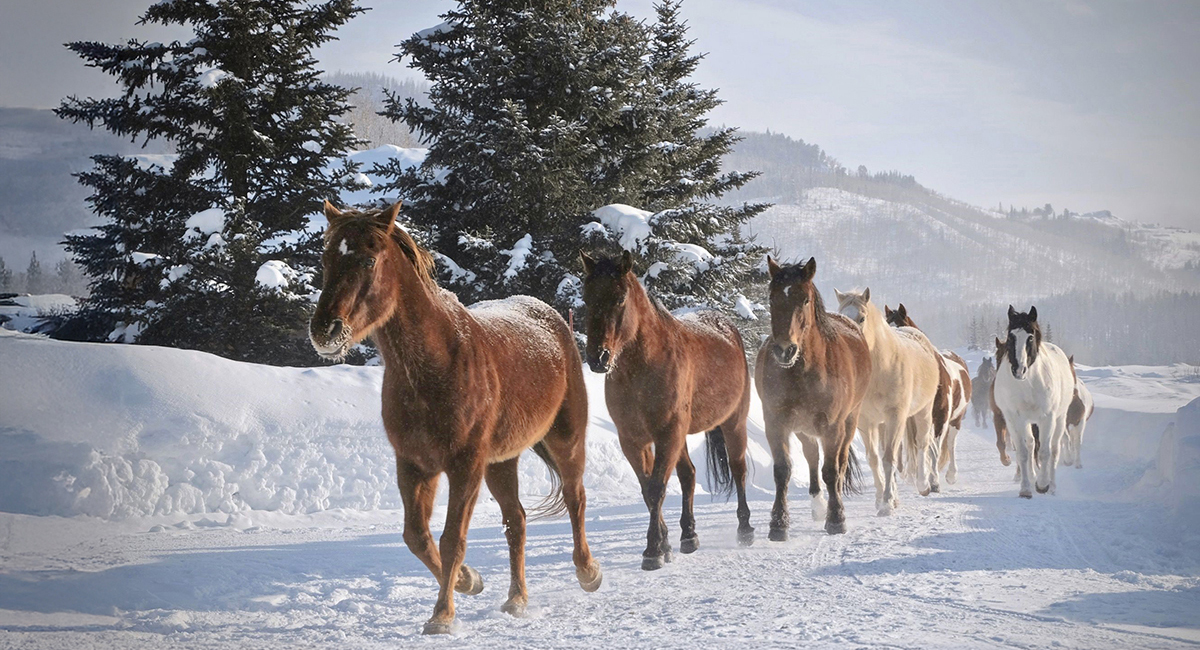 Vista Verde Ranch