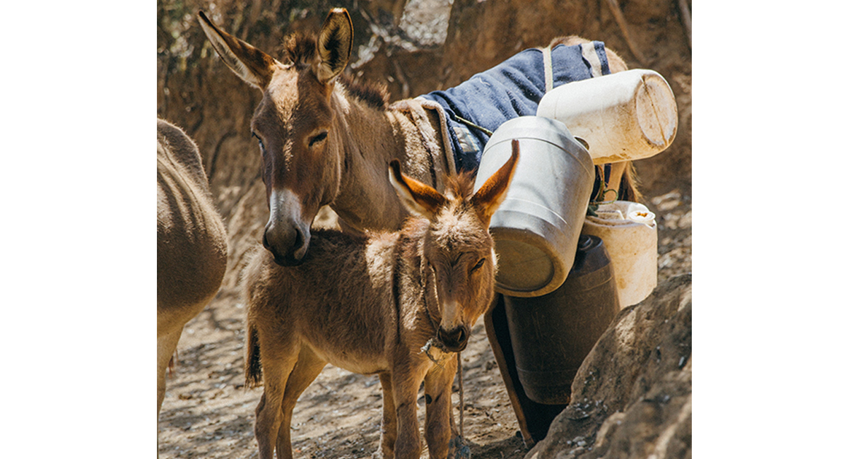 donkey-hide gelatin