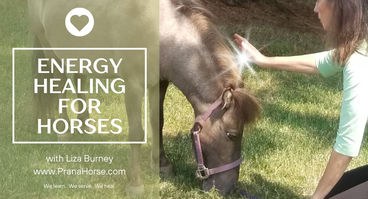 Energy Healing for Horses