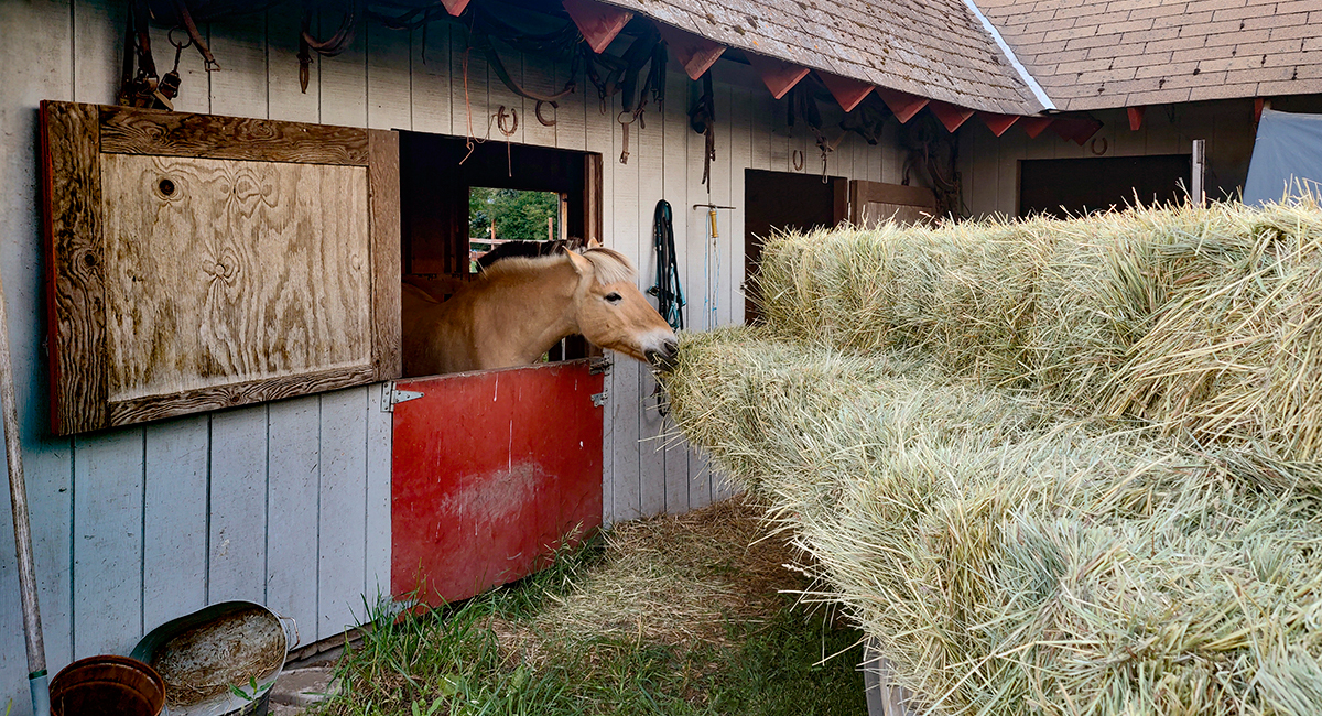 Rider Wellness: Hay Season - Horse Keeping - The Northwest Horse Source