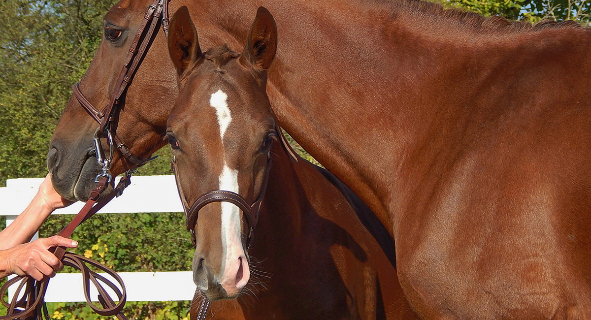 Equine Systemic Proteoglycan Accumulation