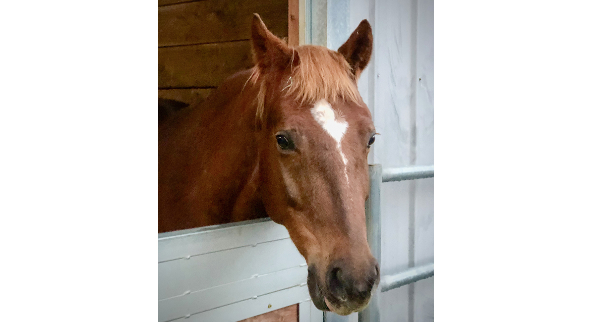 Equine Code Training