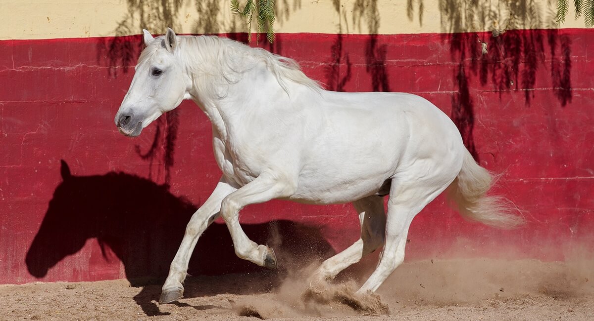 horse sales marketing