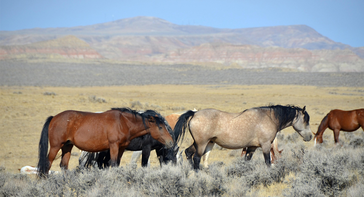 wild horse management
