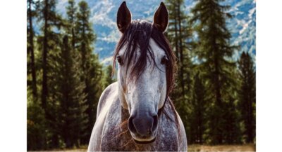 U.S. horse industry