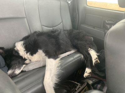 Sleeping travel dog (Enya)