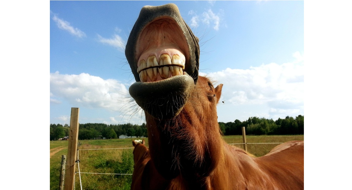 dental care