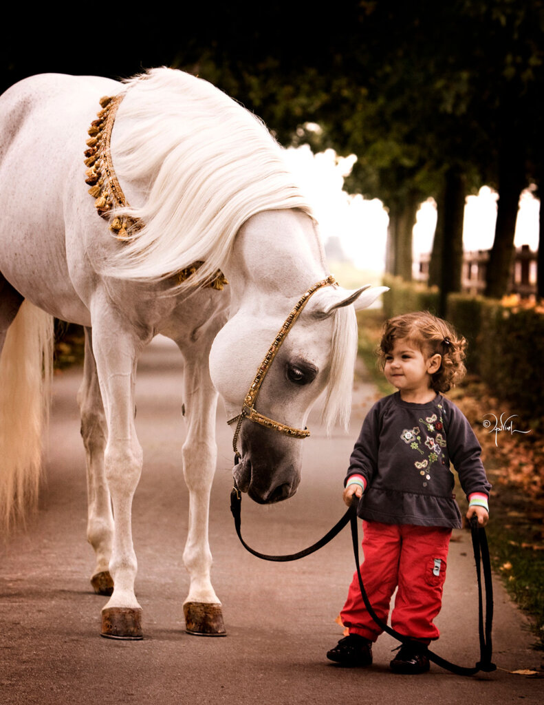 Arabian Horse with young girl