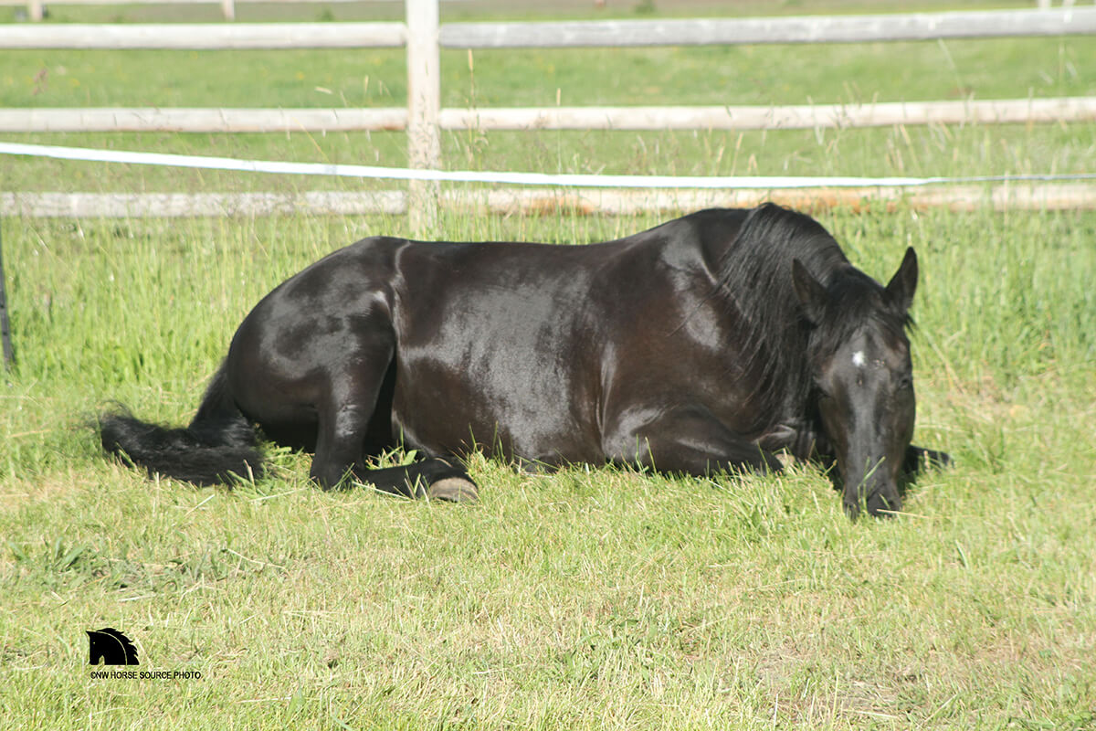 Horse Laying Down