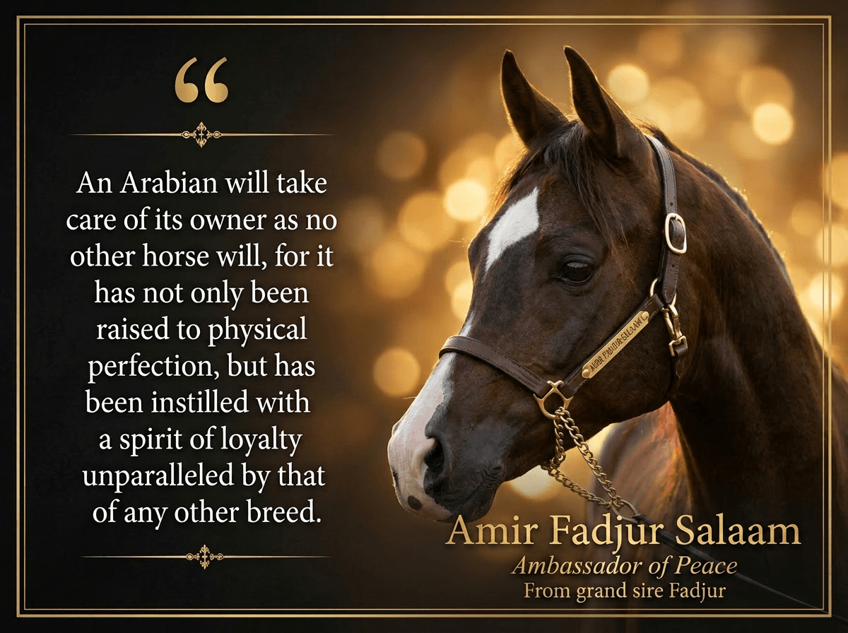 Ann Lesley Smith with Arabian stallion Amir Fadjur Salaam