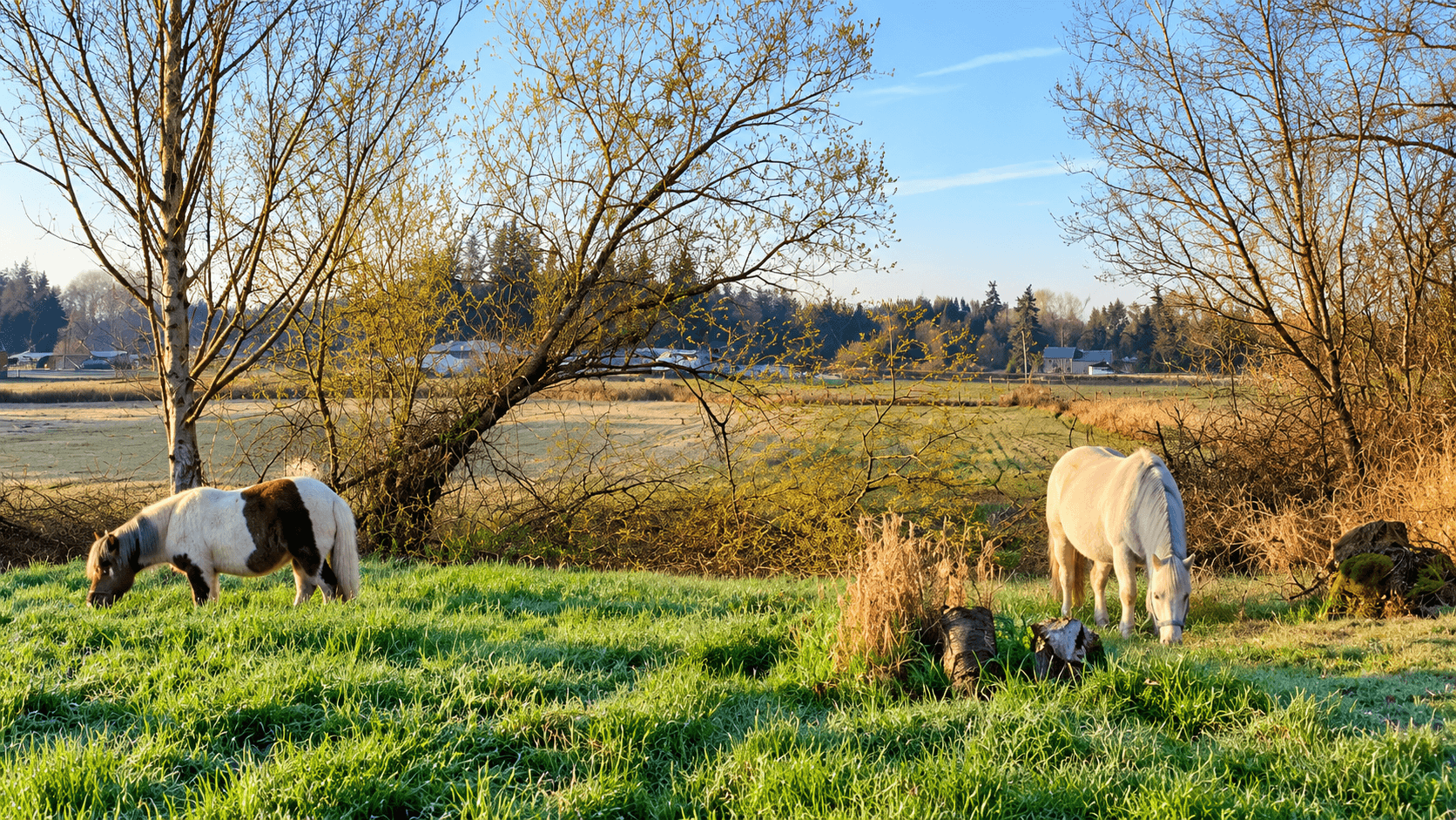 Two horses grazing in a green pasture on a cool morning, surrounded by bare trees.
